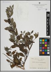 Foto von Salix atrocinerea Brot. x Salix nigricans Sm.